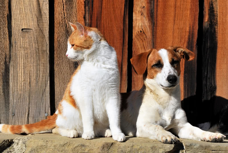 Kissa ja koira samassa kuvassa